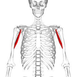 250px-Coracobrachialis_muscle05.png