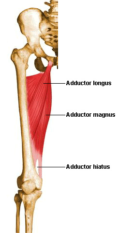 aductorlongus1.jpg