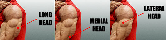 anatomical-tricep-training_1424894174.jpg