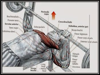 bench-press-hareketi.jpg