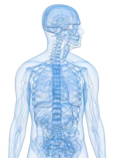 body.png