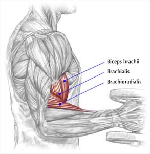 brachialis.jpeg