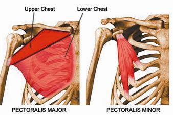 Chest_Muscle.jpg