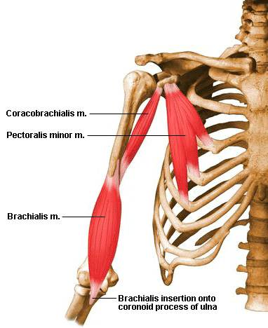 coracobrachialis-muscle.jpg