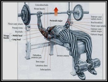 decline-press-hareketi.jpg