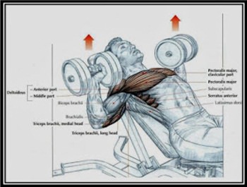 dumbbell-incline-press-hareketi.jpg