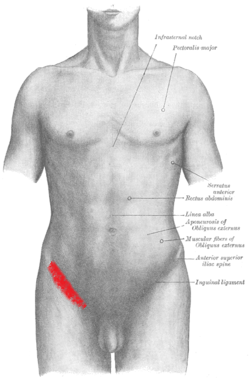 Gray_abdomen_front_surface_en.png