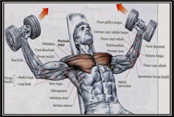 incline-dumbbell-fly-hareketi.jpg