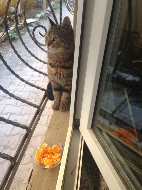 kedi1.jpg