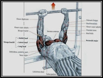 medium-grip-bench-press-hareketi.jpg
