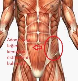 Muscle-anatomy.jpg