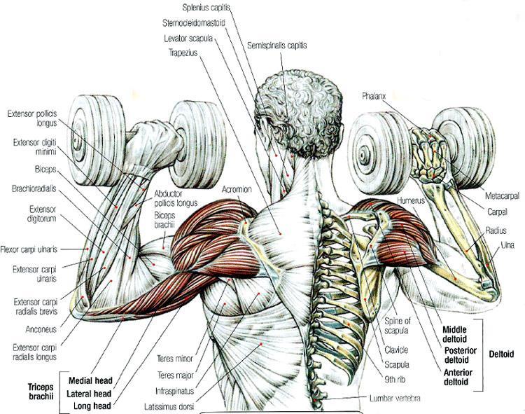 neckdumbellpress.jpg