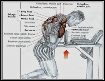 paralel-bar-dips-hareketi.jpg
