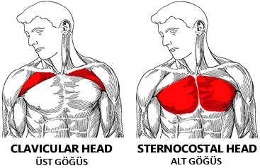pec-anatomy.jpg