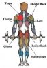 muscle-guide-rear.jpg