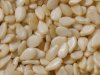 sesame.jpg