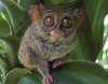 tarsier.jpg