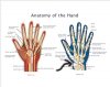 Anexi's Hand.jpg