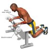 forearm-exercises-l.jpg