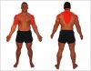 delt-trap-bi.jpg