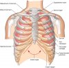 Sternum1.jpg