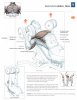 1incline dumbbell press.jpg