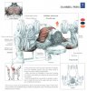 3dumbbell press.jpg