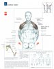 lateral raises.jpg