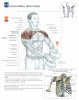 one-dumbbell front raises.jpg