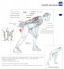 p triceps kickbacks.jpg