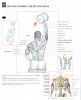 s cone-arm dumbbell triceps extensions.jpg