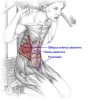 high-pulley-crunches.jpg