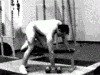 dambıl row.gif