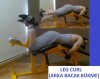 İLAN LEG CURL.jpg