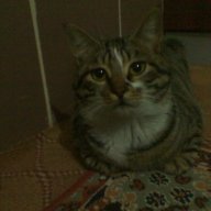 Enes Unkun