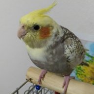 EmreKar01996