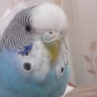 beril