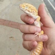 GGTari
