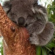 SleepinKoala