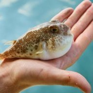 PUFFER