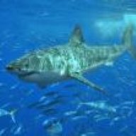 turkshark