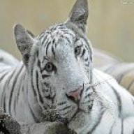 Burak03