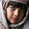 elfeda