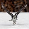 hawksson