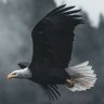 kartal gürtan