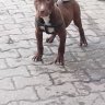 bodycigenceko