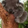 SleepinKoala