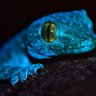 LazyLizard^^