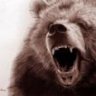 WildGrizzly