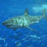 turkshark
